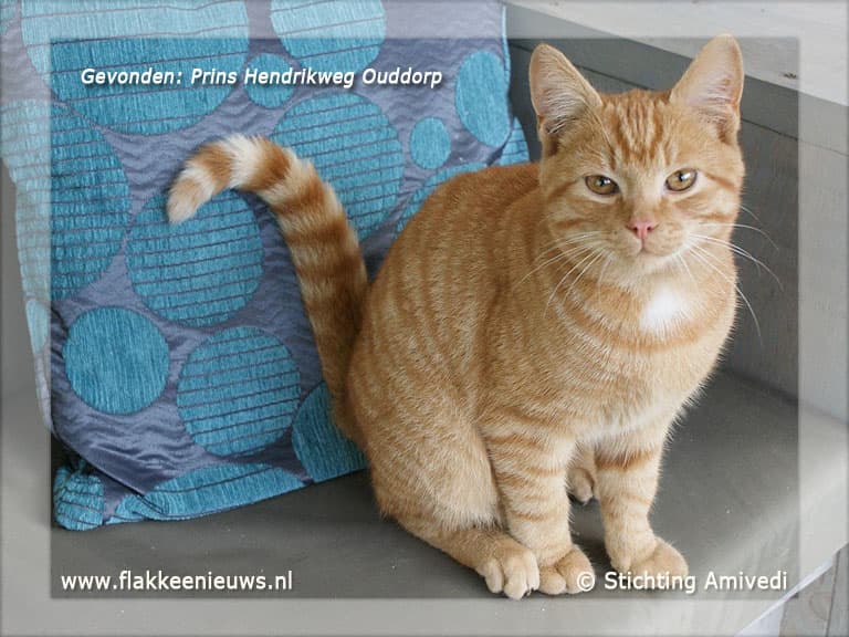 Gevonden en vermiste huisdieren week 44-2011