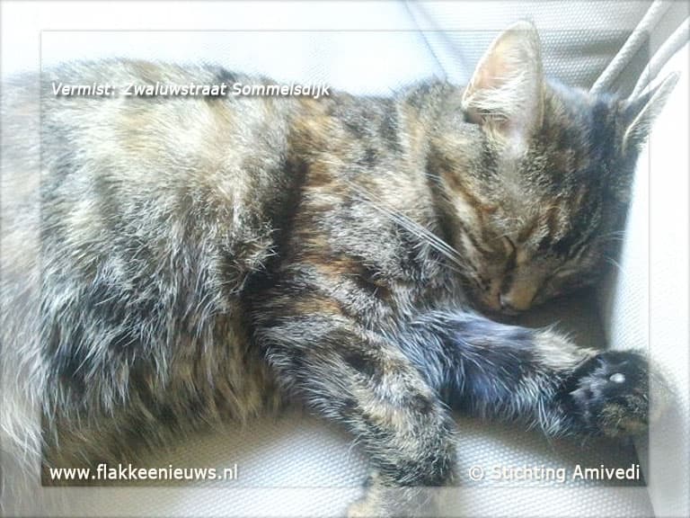 Gevonden en vermiste huisdieren week 44-2011