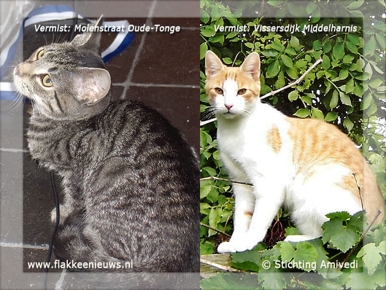 Gevonden en vermiste huisdieren week 44-2011