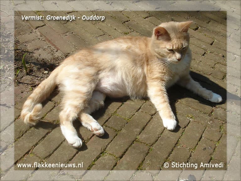 Gevonden en vermiste huisdieren week 47-2011