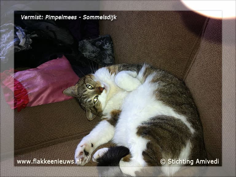 Gevonden en vermiste huisdieren week 47-2011