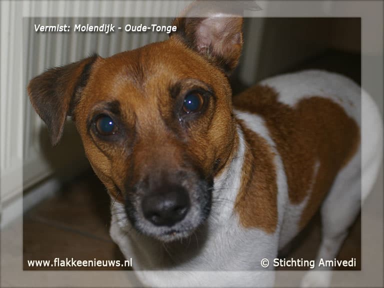 Gevonden en vermiste huisdieren week 47-2011