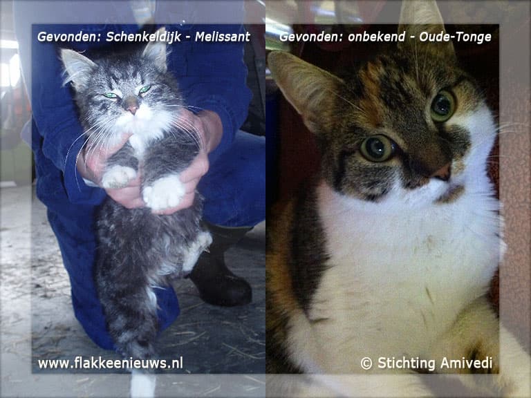 Gevonden en vermiste huisdieren week 47-2011