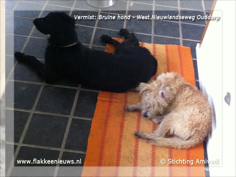 Gevonden en vermiste huisdieren week 48-2011