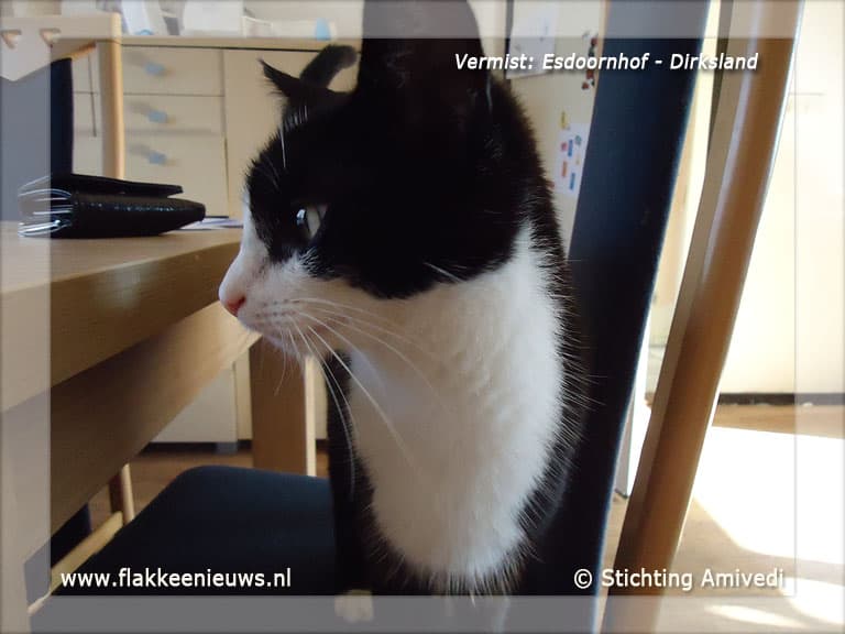 Gevonden en vermiste huisdieren week 52-2011