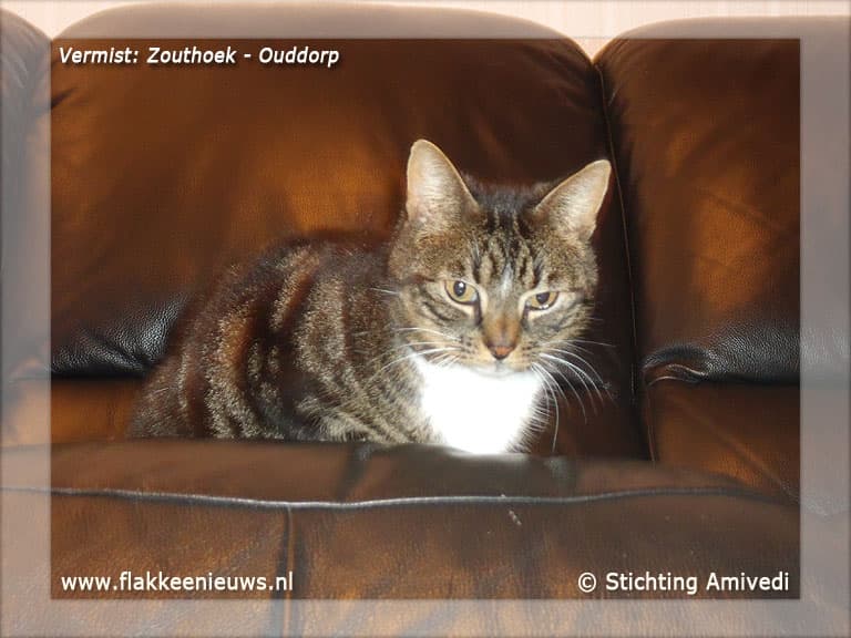 Gevonden en vermiste huisdieren week 16-2012