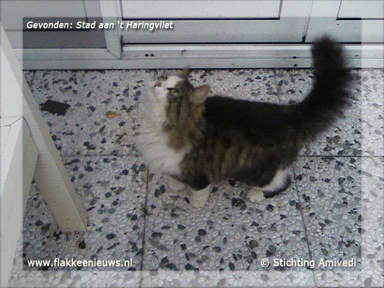Gevonden en vermiste huisdieren week 18-2012
