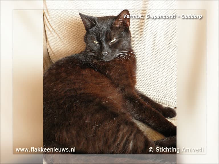 Gevonden en vermiste huisdieren week 20-2012