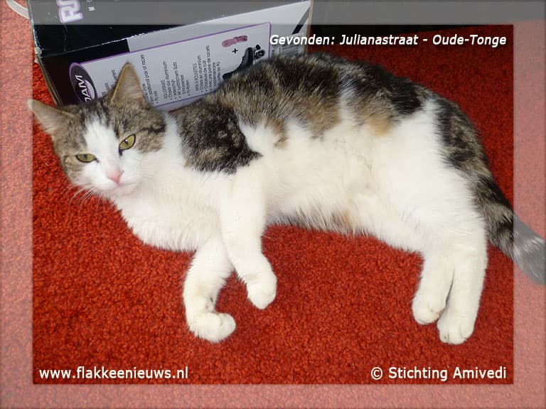 Gevonden en vermiste huisdieren week 20-2012
