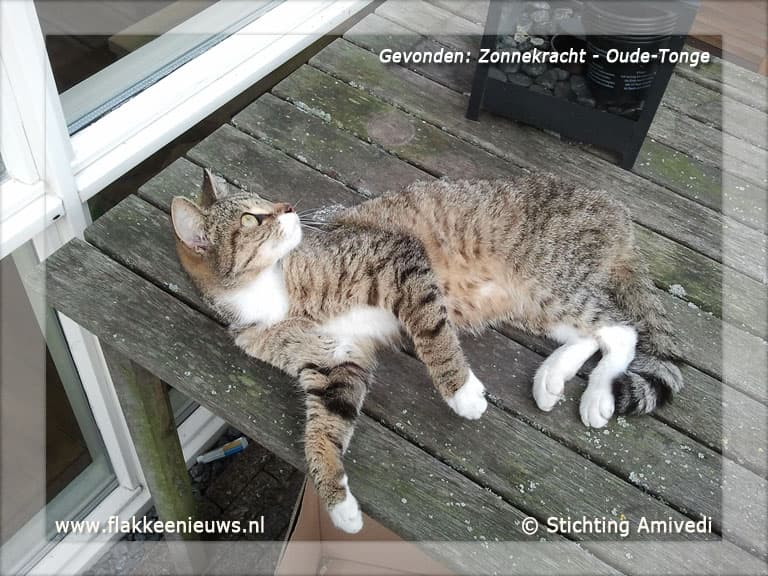 Gevonden en vermiste huisdieren week 21-2012