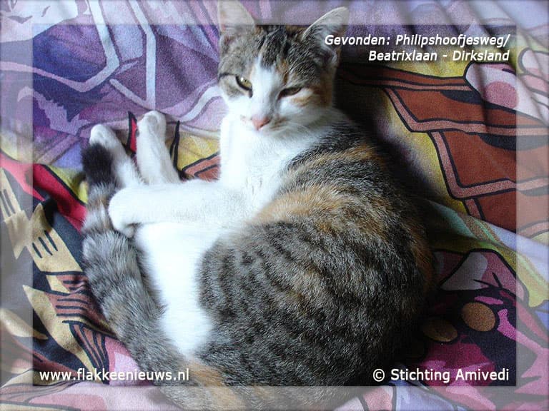 Gevonden en vermiste huisdieren week 22-2012