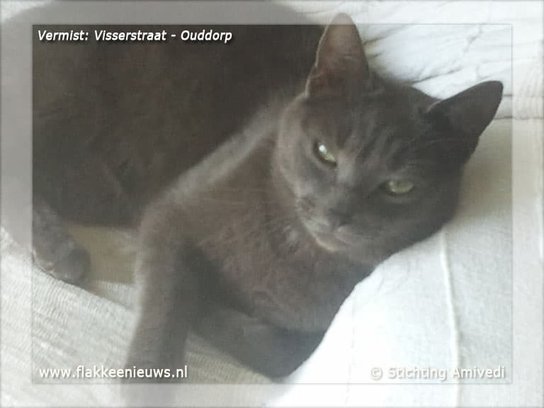 Gevonden en vermiste huisdieren week 23-2012