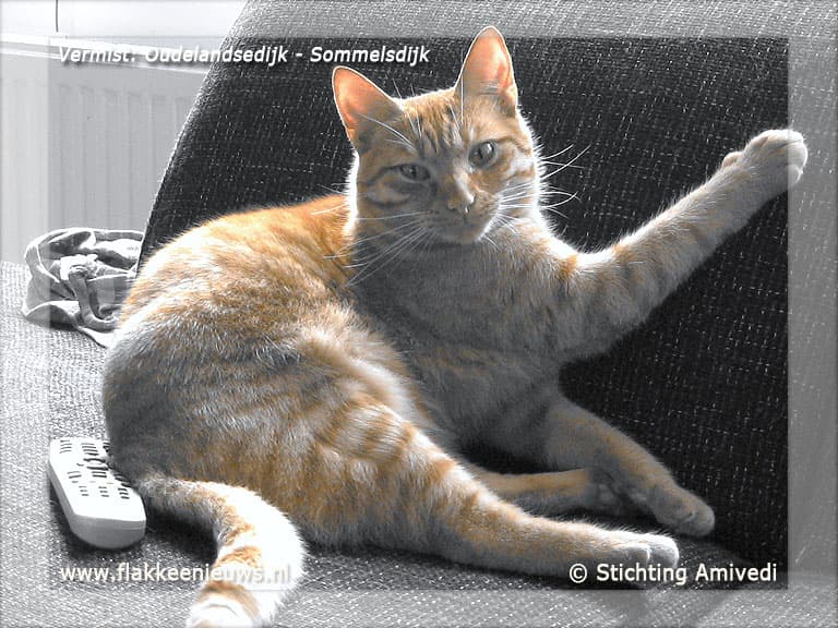 Gevonden en vermiste huisdieren week 23-2012