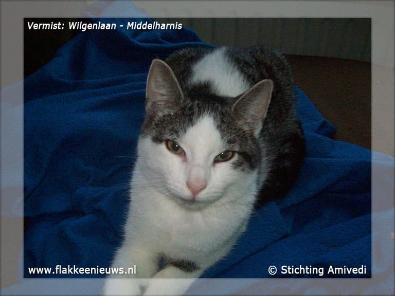 Gevonden en vermiste huisdieren week 23-2012