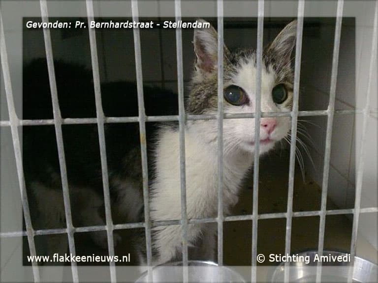 Gevonden en vermiste huisdieren week 24-2012