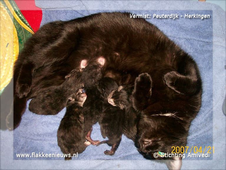 Gevonden en vermiste huisdieren week 27-2012