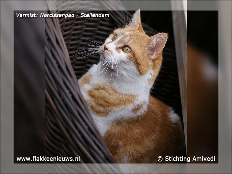Gevonden en vermiste huisdieren week 27-2012