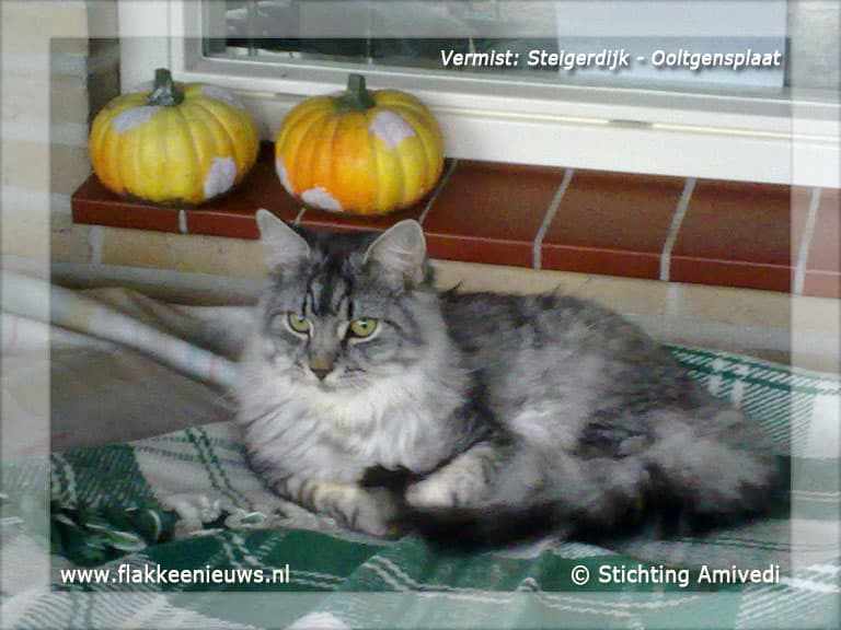Gevonden en vermiste huisdieren week 28-2012