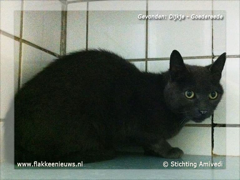 Gevonden en vermiste huisdieren week 38-2012