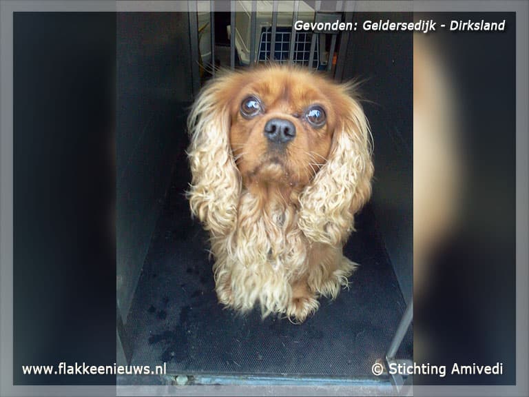 Gevonden en vermiste huisdieren week 46-2012