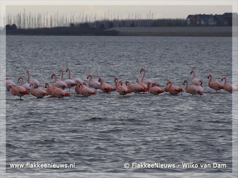 Flamingo's weer neergestreken op de Grevelingen