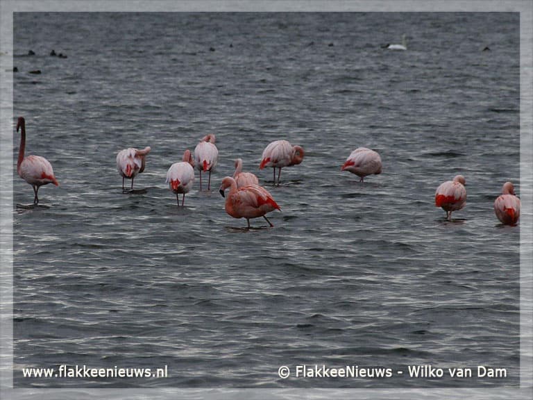 Flamingo's weer neergestreken op de Grevelingen