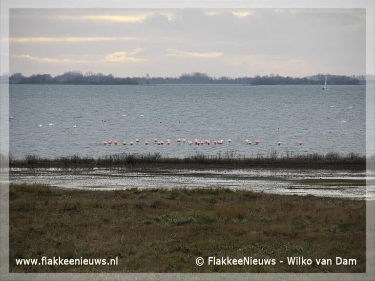 Flamingo's weer neergestreken op de Grevelingen