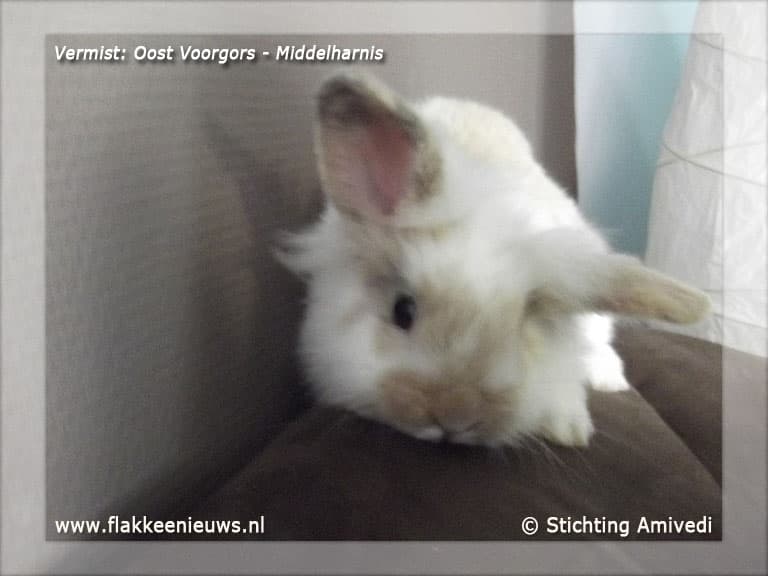 Gevonden en vermiste huisdieren week 04-2012