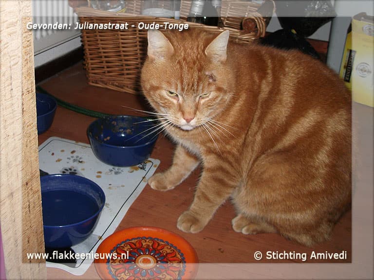 Gevonden en vermiste huisdieren week 04-2012