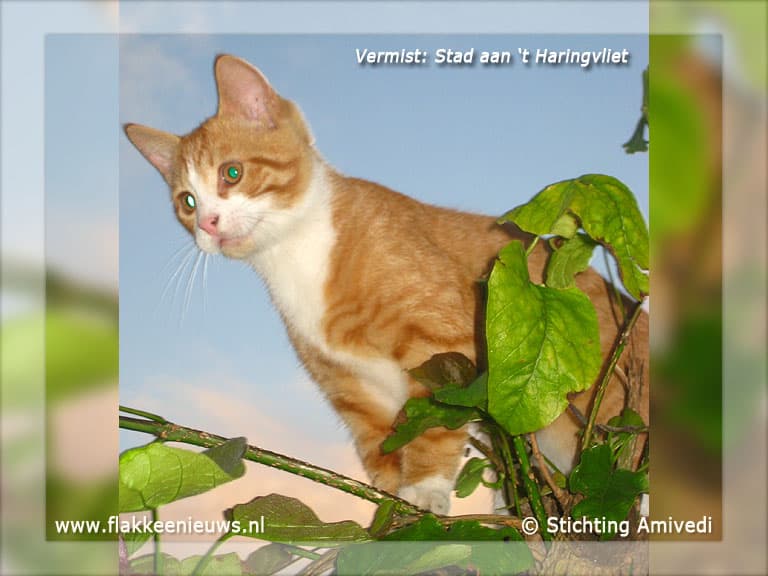 Gevonden en vermiste huisdieren week 6-2012
