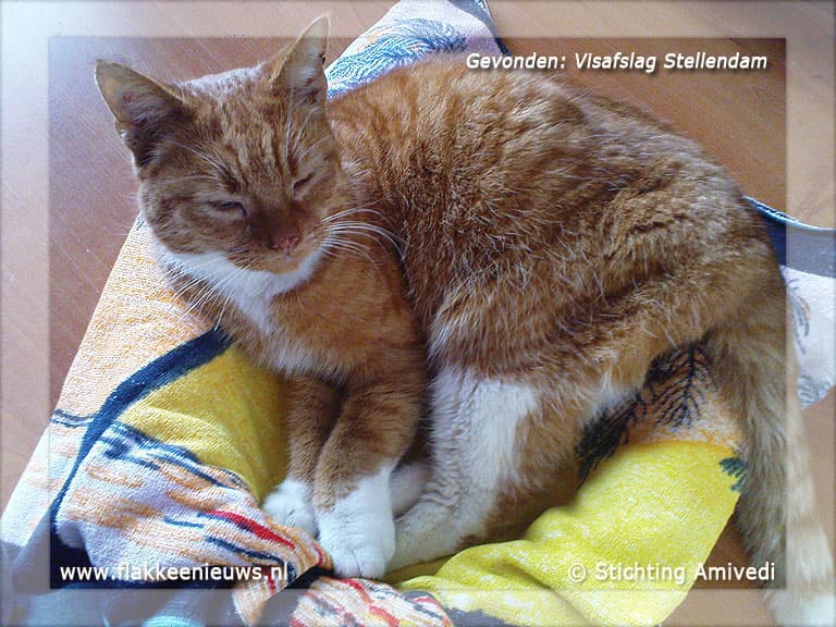 Gevonden en vermiste huisdieren week 6-2012