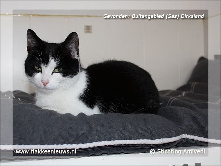 Gevonden en vermiste huisdieren week 6-2012