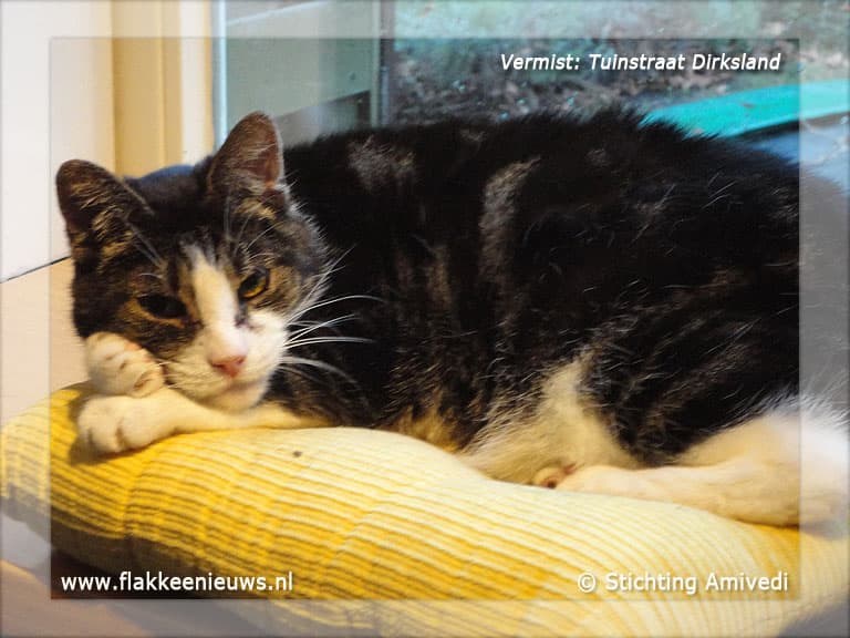 Gevonden en vermiste huisdieren week 07-2012