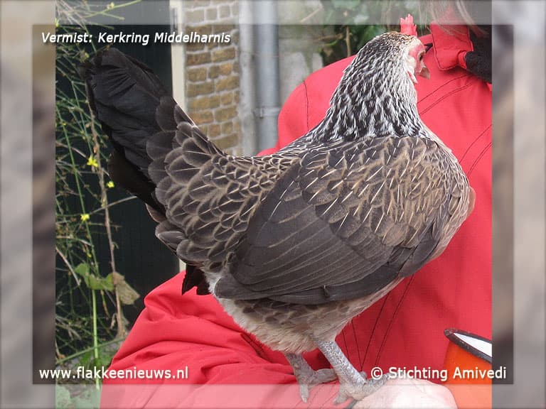 Gevonden en vermiste huisdieren week 07-2012