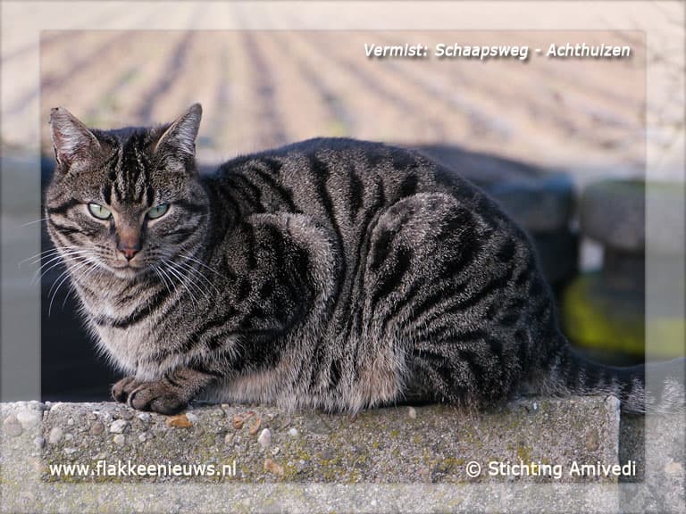 Gevonden en vermiste huisdieren week 8-2012