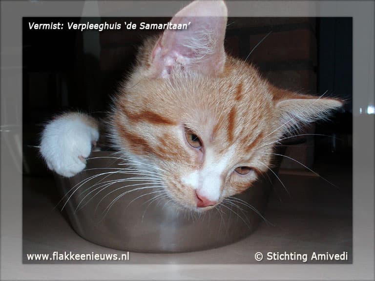 Gevonden en vermiste huisdieren week 8-2012
