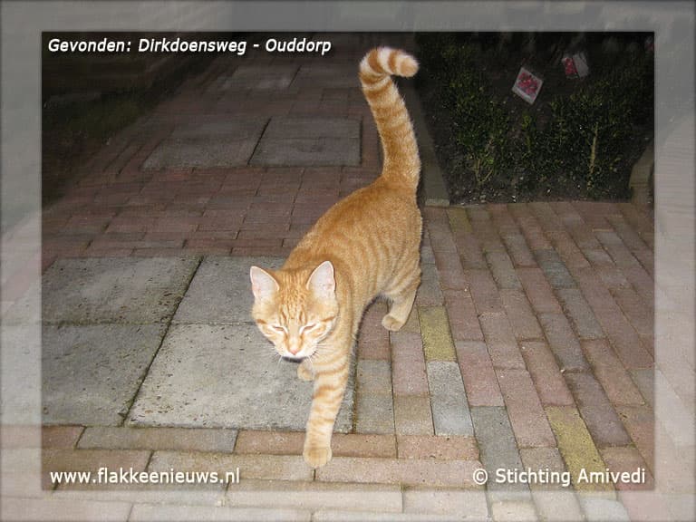 Gevonden en vermiste huisdieren week 09-2012