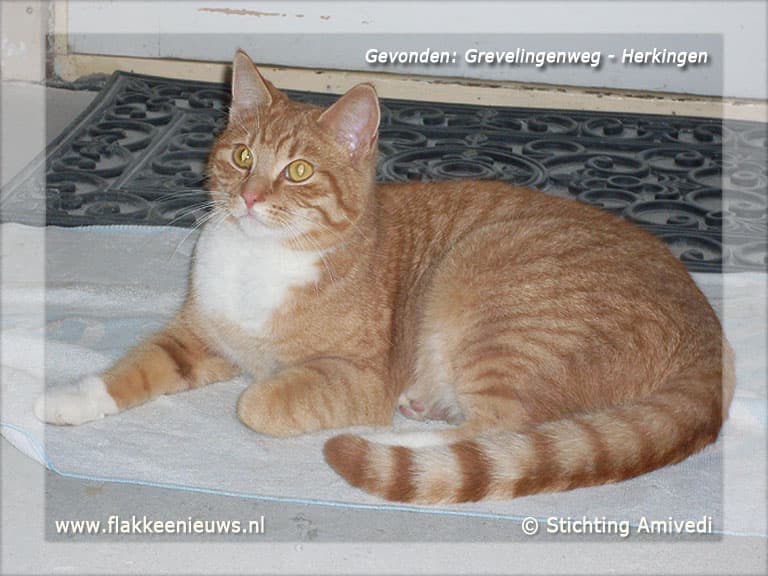 Gevonden en vermiste huisdieren week 09-2012