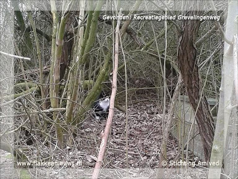 Gevonden en vermiste huisdieren week 09-2012