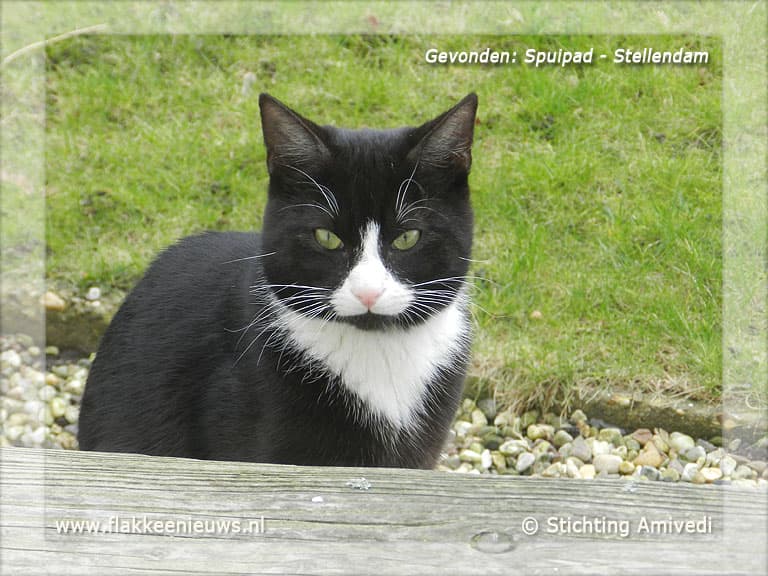 Gevonden en vermiste huisdieren week 11-2012