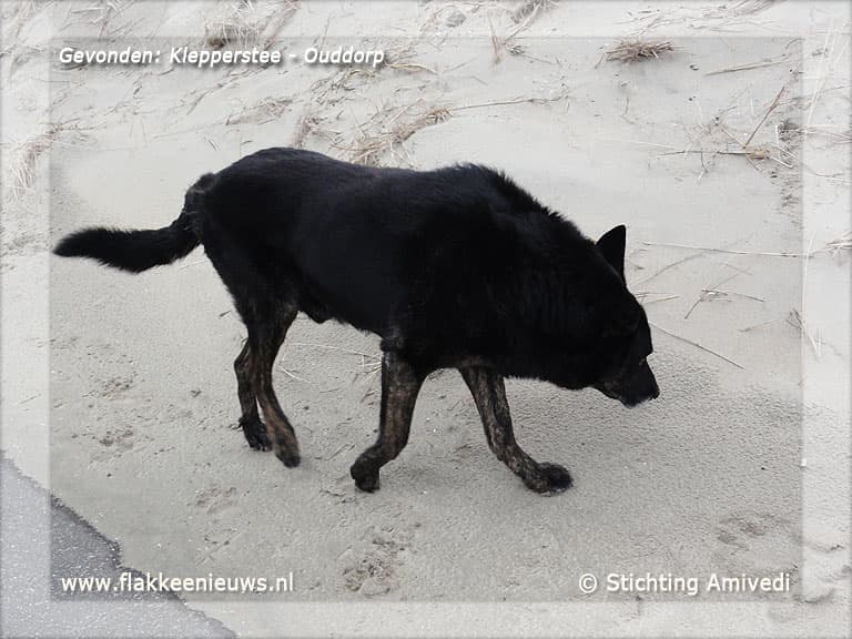 Gevonden en vermiste huisdieren week 11-2012