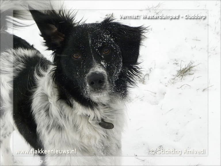 Gevonden en vermiste huisdieren week 12-2012
