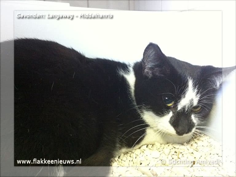 Gevonden en vermiste huisdieren week 12-2012