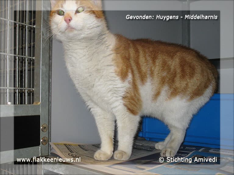 Gevonden en vermiste huisdieren week 13-2012