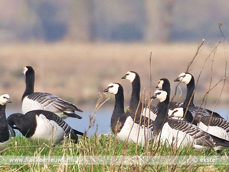 Brandgans van Goeree-Overflakkee gespot in Oost-China