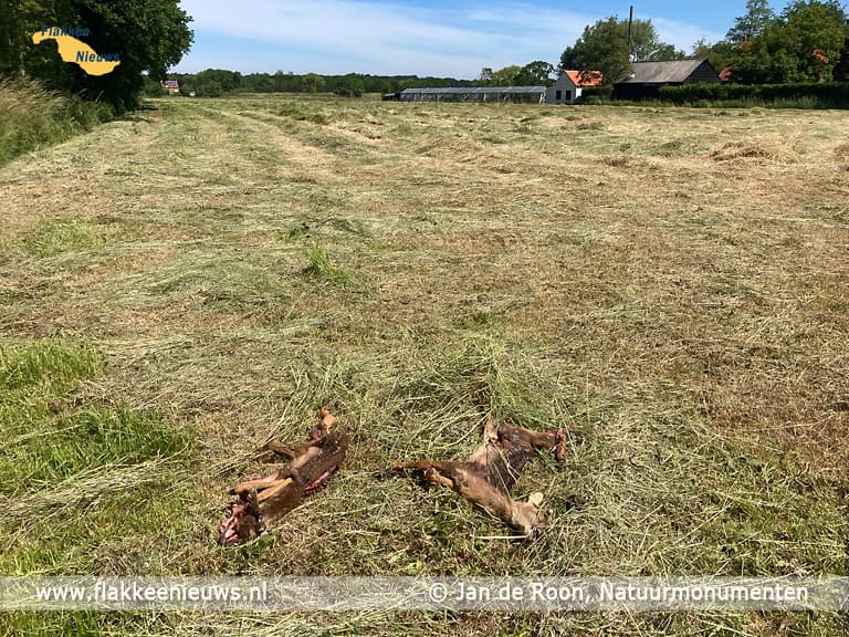 Reekalfjes slachtoffer van maaiers, Jan Drone biedt uitkomst