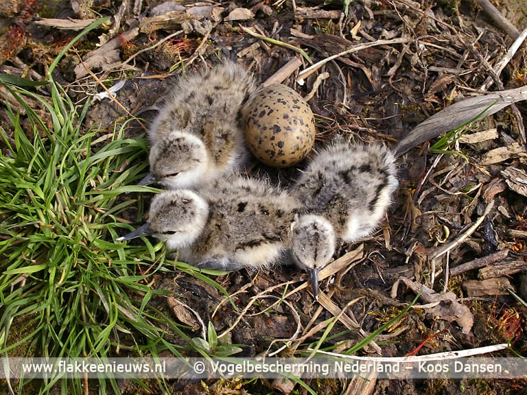 Nieuwe camera bij kustbroedvogels op eilandje in Haringvliet