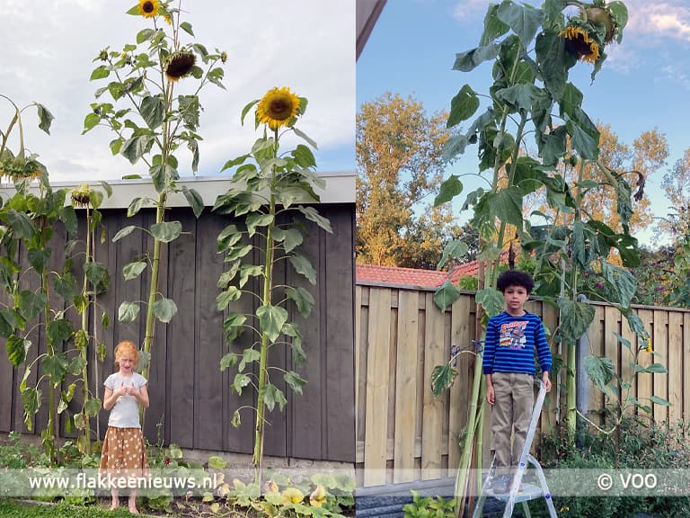 Hoogste zonnebloem van Goeree-Overflakkee 2021