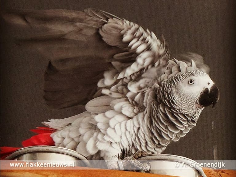Is Sjakie uit Stad het Leukste Huisdier van Nederland?