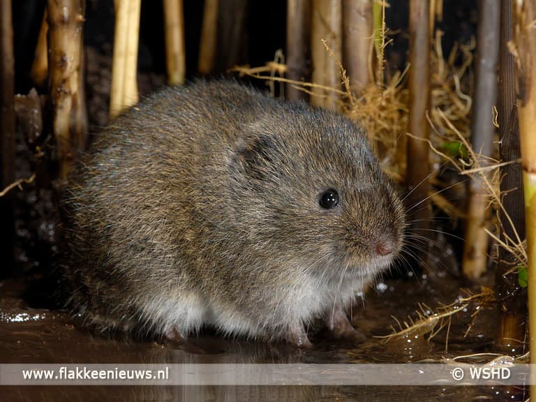 Noordse Woelmuis doet het goed op Goeree-Overflakkee